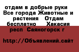 отдам в добрые руки - Все города Животные и растения » Отдам бесплатно   . Хакасия респ.,Саяногорск г.